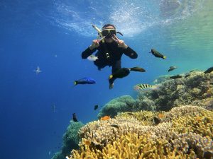 Snorkeling menjangan tabuhan