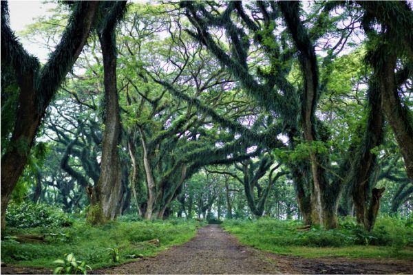 Paket Wisata Banyuwangi 3 Hari 2 Malam – Paket C