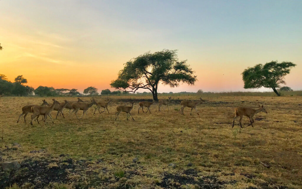 baluran