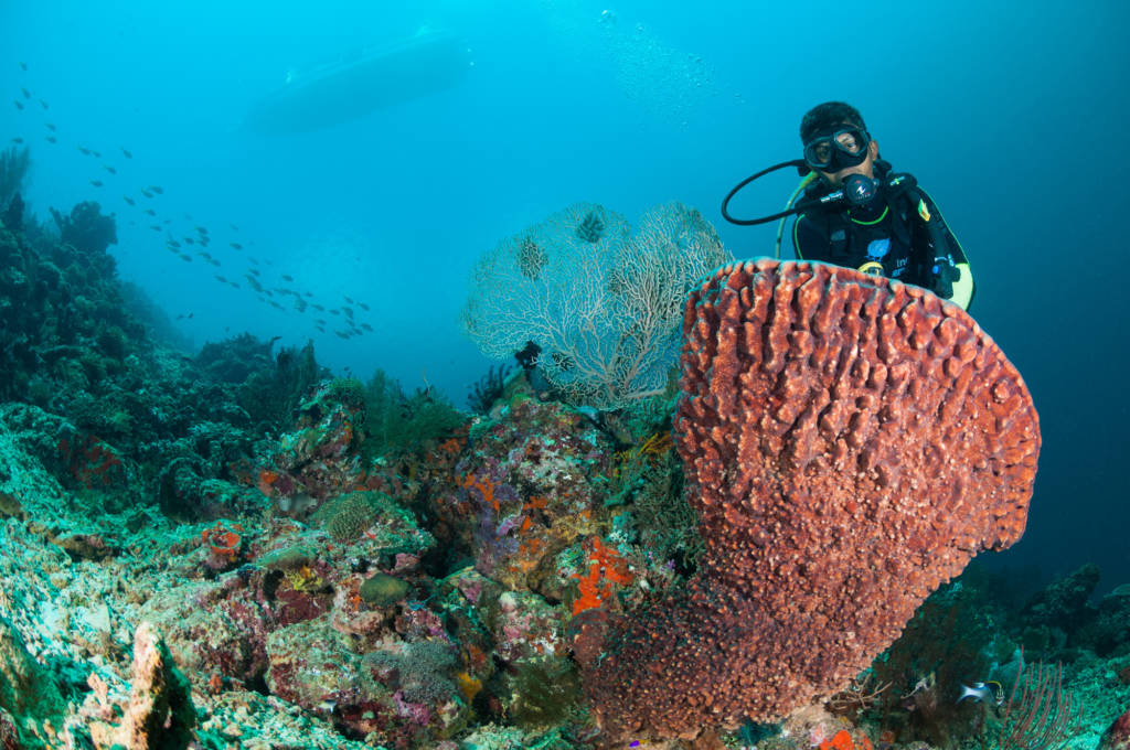 Bali_Menjangan_Diver_Sponge-1024x680.jpg