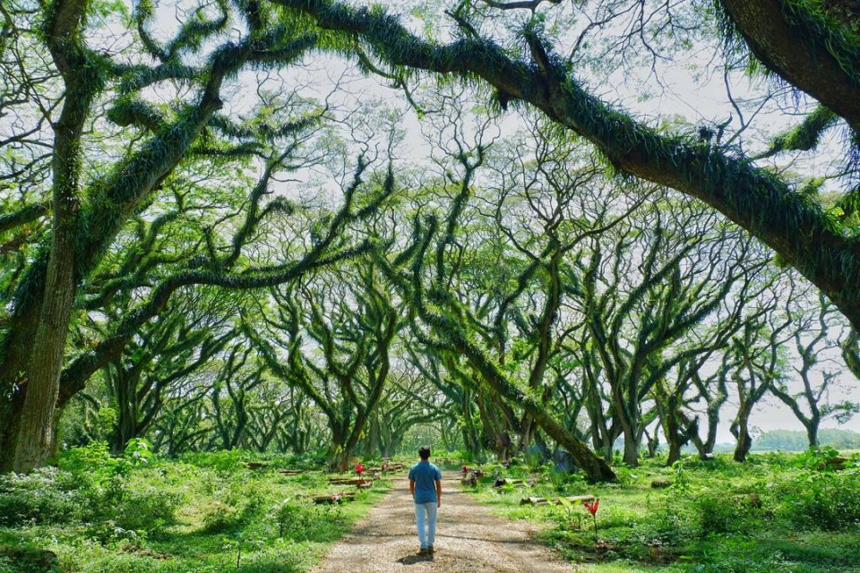 Hutan Djawatan Keliling Banyuwangi