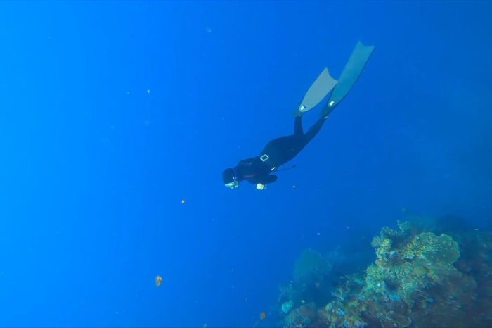 Paket Wisata Free Dive Menjangan