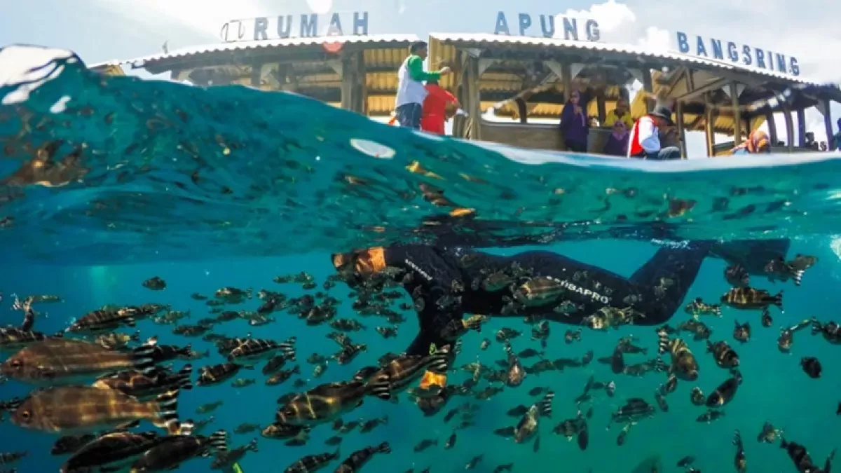 Bangsring Underwater: Wisata Bahari dengan Konservasi Hiu Unik!