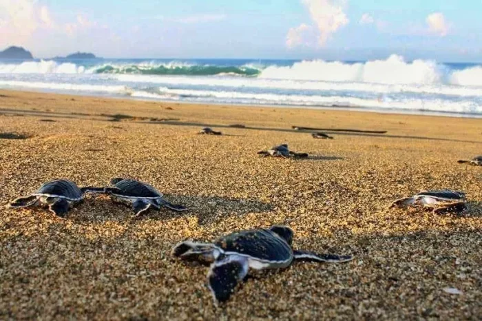 Ijen Sukamade Turtle Tour 4D3N Start Bali via Fast Boat