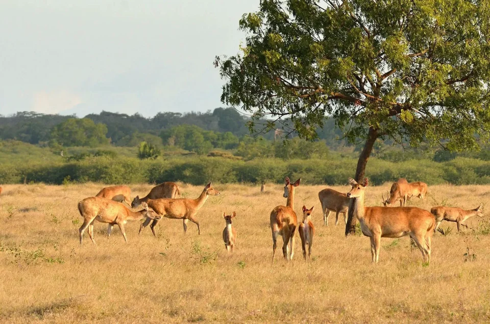 Paket Wisata Banyuwangi 3D2N, Liburan Keluarga Berkesan!