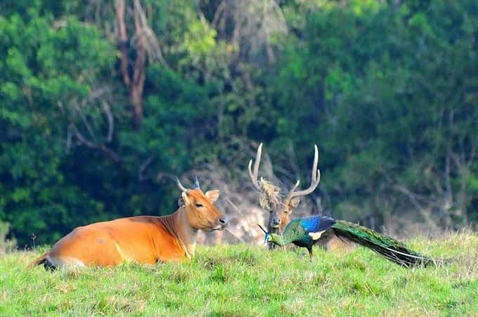 Adventure Mode On!, Serunya Eksplore Taman Alas Purwo!