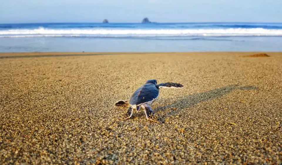 Rahasia Pantai Sukamade, Permata Tersembunyi Banyuwangi