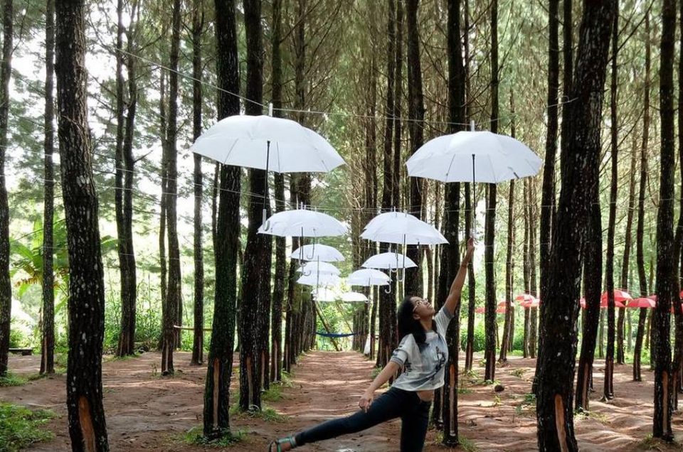 Daya Tarik Hutan Pinus Songgon, Hutan Sejuk di Kaki Gunung