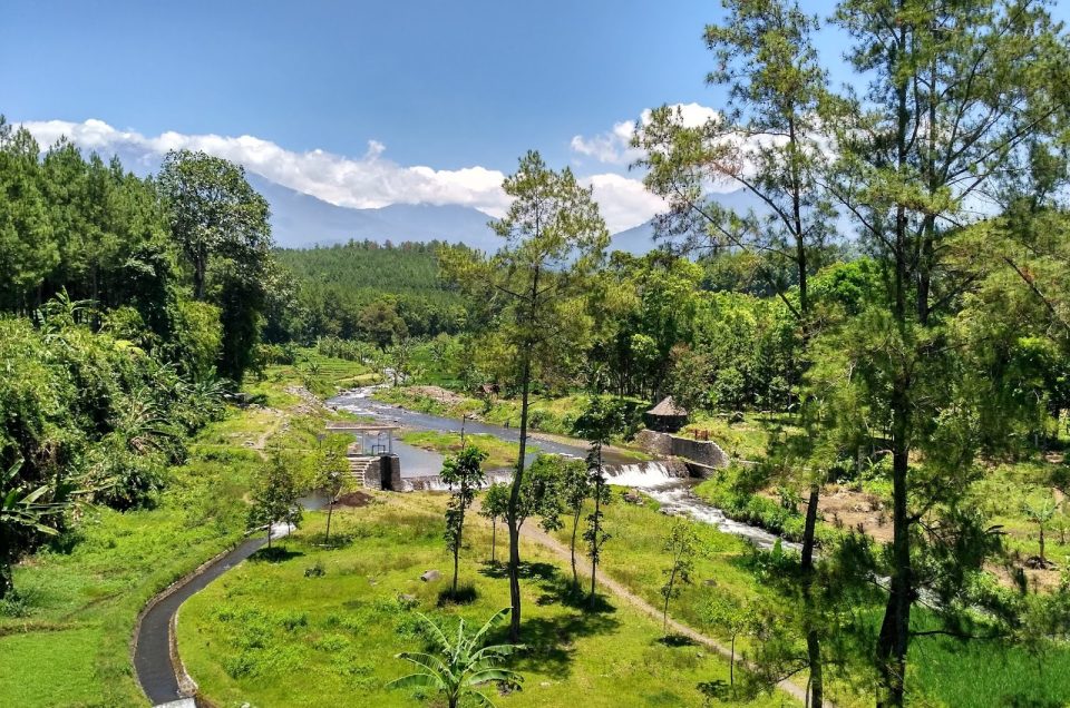 Harga Tiket Hutan Pinus Songgon, Murah Banget untuk Healing
